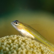 Carlos Rodriguez V. - Pallid Goby