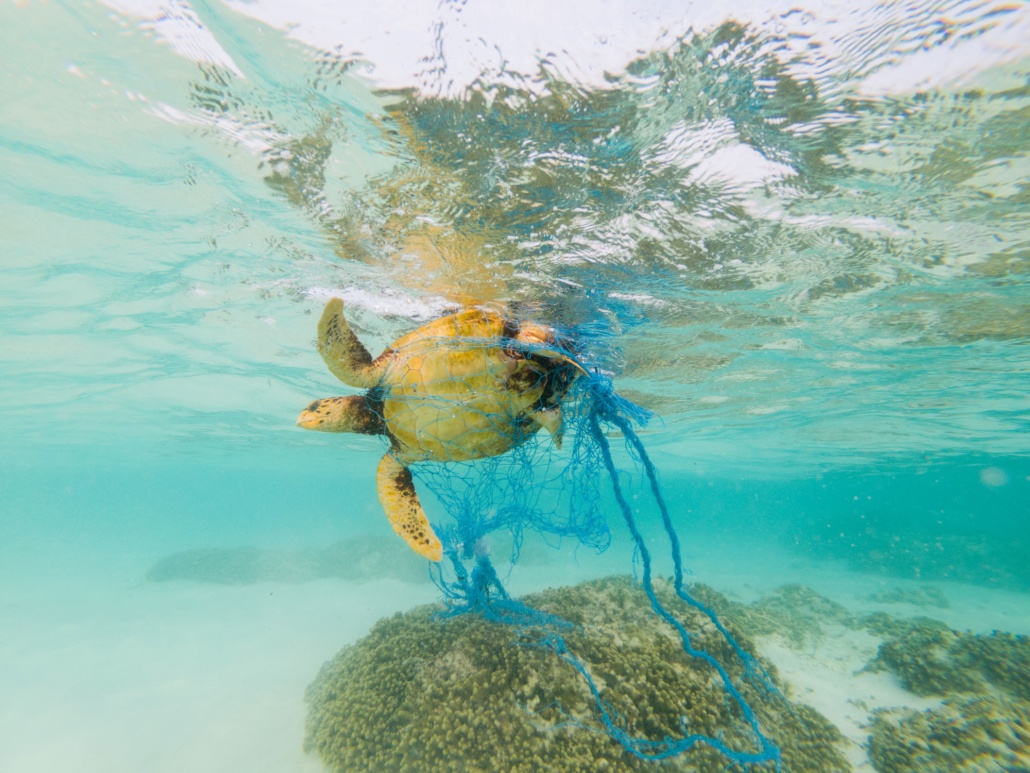 dieren dood door plastic