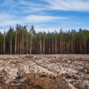 ecocide strafbaar stellen